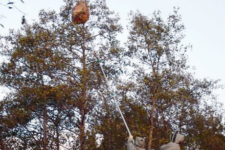 Le nid haut perché a nécessité une nacelle.